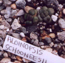 aloinopsis_schooneesii.JPG (35677 bytes)