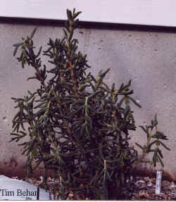 aridaria_noctiflora-2.jpg (38240 bytes)
