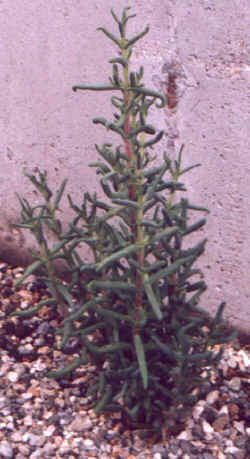 aridaria_noctiflora.JPG (52543 bytes)