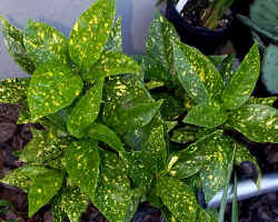 aucuba_japonica_2002_sept7.jpg (72075 bytes)