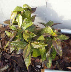 aucuba_japonica_2003_mar8r.jpg (65507 bytes)
