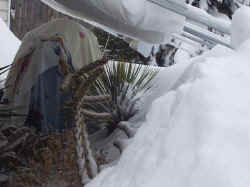 cactus_garden_filifera_2003_feb18r.jpg (42540 bytes)
