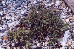 chasmatophyllum_musculinum-2.jpg (52254 bytes)