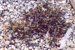 chasmatophyllum_musculinum-4.jpg (71993 bytes)
