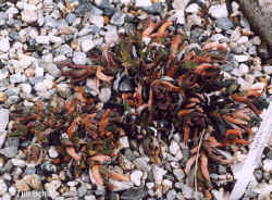 chasmatophyllum_musculinum-5.jpg (68311 bytes)