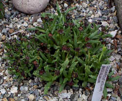 chasmatophyllum_musculinum-6_aug1401.jpg (154270 bytes)