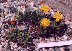 chasmatophyllum_musculinum-7_may01.jpg (41498 bytes)