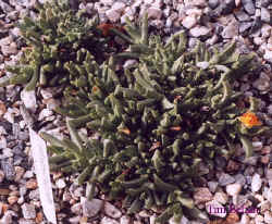 chasmatophyllum_musculinum-flower.jpg (54681 bytes)