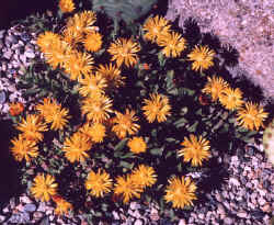 chasmatophyllum_musculinum_2002_may.jpg (64143 bytes)