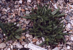 chasmatophyllum_musculinum.JPG (48180 bytes)
