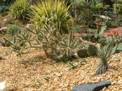 clint canada cactus garden 2 2003 sept27.jpg (130561 bytes)