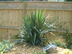 clint canada yucca recurvifolia 2003 sept27.jpg (102548 bytes)