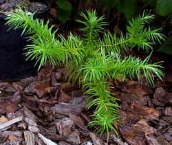 cunninghamia_lanceolata_2001_aug14.JPG (101496 bytes)