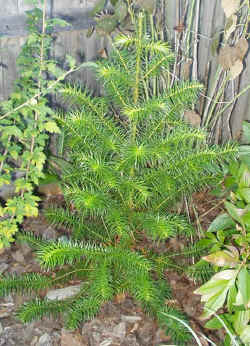cunninghamia lanceolata 2002 oct22.jpg (75378 bytes)
