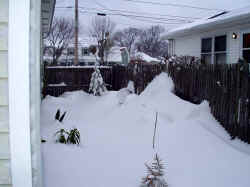 cunninghamia_lanceolata_snow2_2003_dec7r.jpg (57443 bytes)