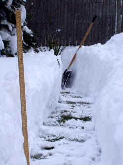 dasylirion_a_snowtunnel_2003_dec7r.jpg (51299 bytes)