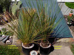dasylirion_potted_2002_sept7.jpg (70864 bytes)