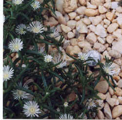 delosperma_alba-1.JPG (50226 bytes)