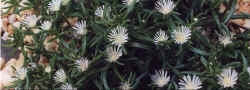 delosperma_alba-2.jpg (39445 bytes)