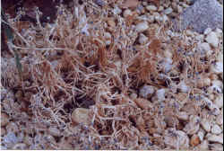 delosperma_alba-4.jpg (88090 bytes)