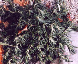 delosperma_lydenburgense-3.jpg (68826 bytes)