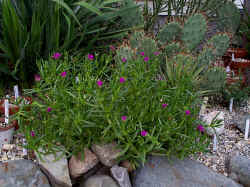 delosperma_lydenburgense-4_aug1401.jpg (173357 bytes)