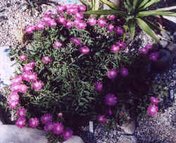 delosperma_lydenburgense.JPG (66983 bytes)