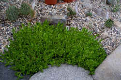 delosperma_nubigenum_2001_aug14.JPG (156442 bytes)