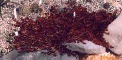 delosperma_nubigenum_2002_jan27.jpg (41944 bytes)