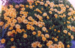 delosperma_nubigenum_2002_may.jpg (91717 bytes)