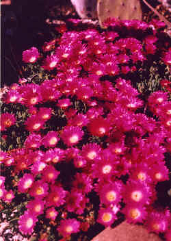 delosperma_sp_matform2_2002_apr.jpg (70325 bytes)
