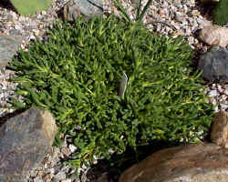 delosperma_sp_matform_2001_sept27.jpg (45766 bytes)