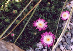 delosperma_sp_matform_2002_apr18.jpg (30090 bytes)