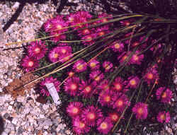 delosperma_sp_matform_2002_apr.jpg (76331 bytes)