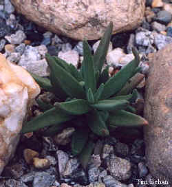 delosperma_sp_prostrateform_2001_dec1.jpg (21233 bytes)