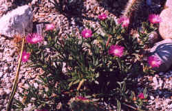 delosperma_sp_prostrateform_2002_june.jpg (59019 bytes)