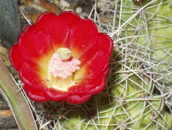 enchinocereus_sp3_2003_may29r.jpg (63825 bytes)