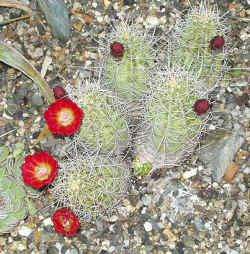 enchinocereus_sp_2003_may29r.jpg (71846 bytes)