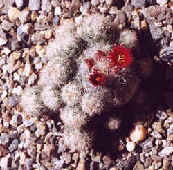 escobaria_sneedi2.jpg (31642 bytes)