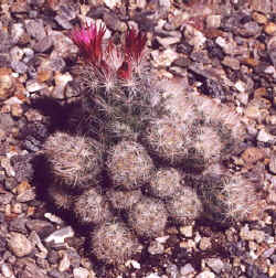 escobaria_sneedi3.jpg (43111 bytes)