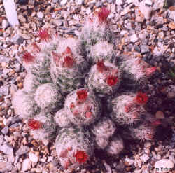 escobaria_sneedi4.jpg (57988 bytes)