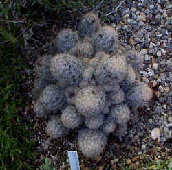 escobaria_sneedii_2002_sept7.jpg (68568 bytes)