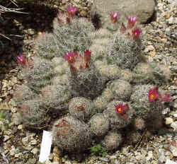 escobaria_sneedii_2003_jun14r.jpg (74284 bytes)