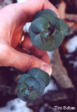 eucalyptus_cinerea_2000_dec23.jpg (15575 bytes)