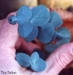 eucalyptus_cinerea_2000_dec2.jpg (9806 bytes)