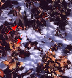 eucalyptus_deanii_2000_dec10.jpg (34392 bytes)