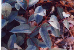eucalyptus_deanii_2000_dec2.jpg (45246 bytes)