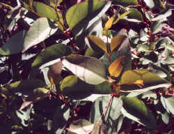 eucalyptus_deanii_2000_sep20.JPG (53375 bytes)