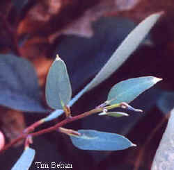 eucalyptus_debeuzevillei-2.jpg (9668 bytes)