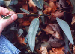 eucalyptus_debeuzevillei-3.jpg (35051 bytes)